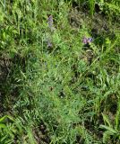 Vicia tenuifolia. Цветущее растение. Украина, Донецкая обл., Артёмовский р-н, окр. с. Дроновка. 21.05.2012.