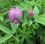 Trifolium medium