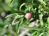 Rhamnus tortuosa