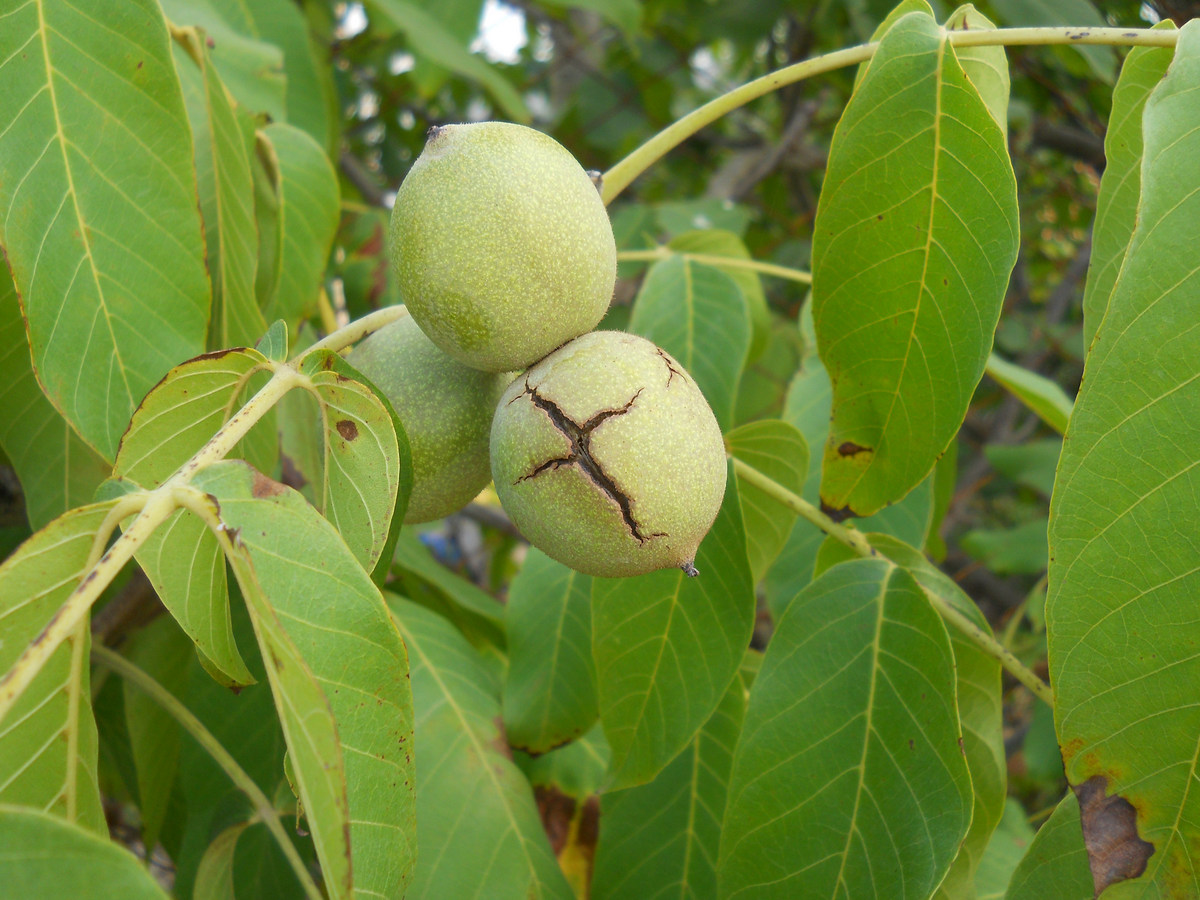 Изображение особи Juglans regia.