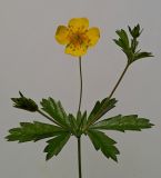 Potentilla erecta