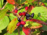 Viburnum burejaeticum