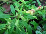 Pedicularis labradorica