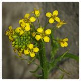 Sisymbrium loeselii. Соцветие. Республика Татарстан, г. Казань. 26.05.2009.