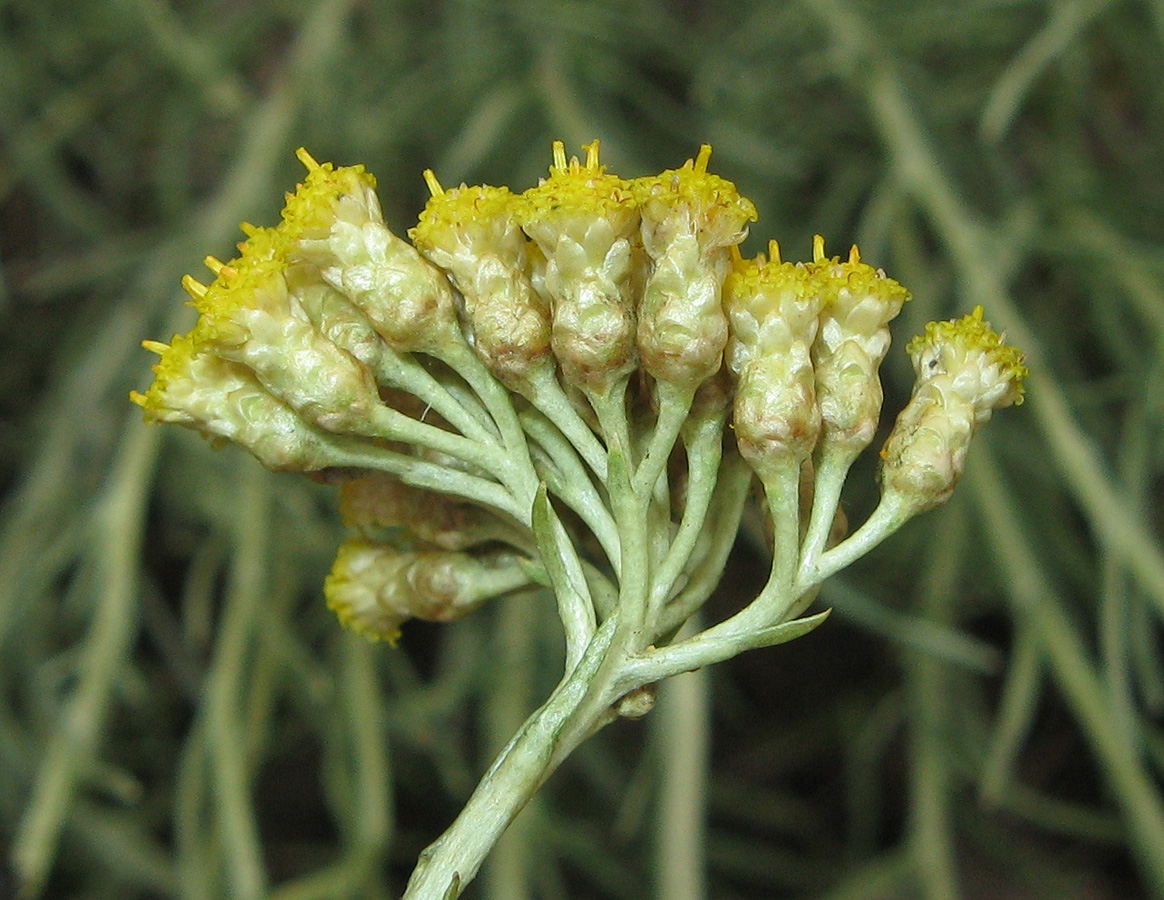 Изображение особи род Helichrysum.