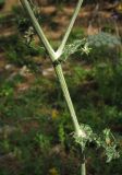 Echinops armatus. Часть побега. Крым, окр. Ялты, гора Лапата, сосновый лес. 27 июля 2013 г.