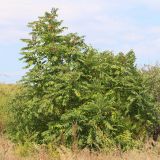 Ailanthus altissima. Плодоносящее растение. Ростовская обл., Неклиновский р-н, Троицкое с/п, дол. р. Миус. 14.09.2013.