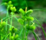 Carex capricornis