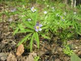 Anemone caerulea