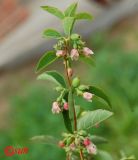 Symphoricarpos albus var. laevigatus