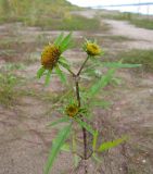 Bidens radiata. Верхняя часть цветущего растения. Архангельская обл., Виноградовский р-н, левый берег р. Северная Двина в районе пос. Усть-Ваеньга. 20.09.2014.