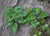 Cyclamen graecum