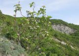 Sorbus torminalis. Цветущее растение. Краснодарский край, м/о Анапа, окр. пос. Супсех, приморский обрывисто-осыпной склон. 16.05.2015.