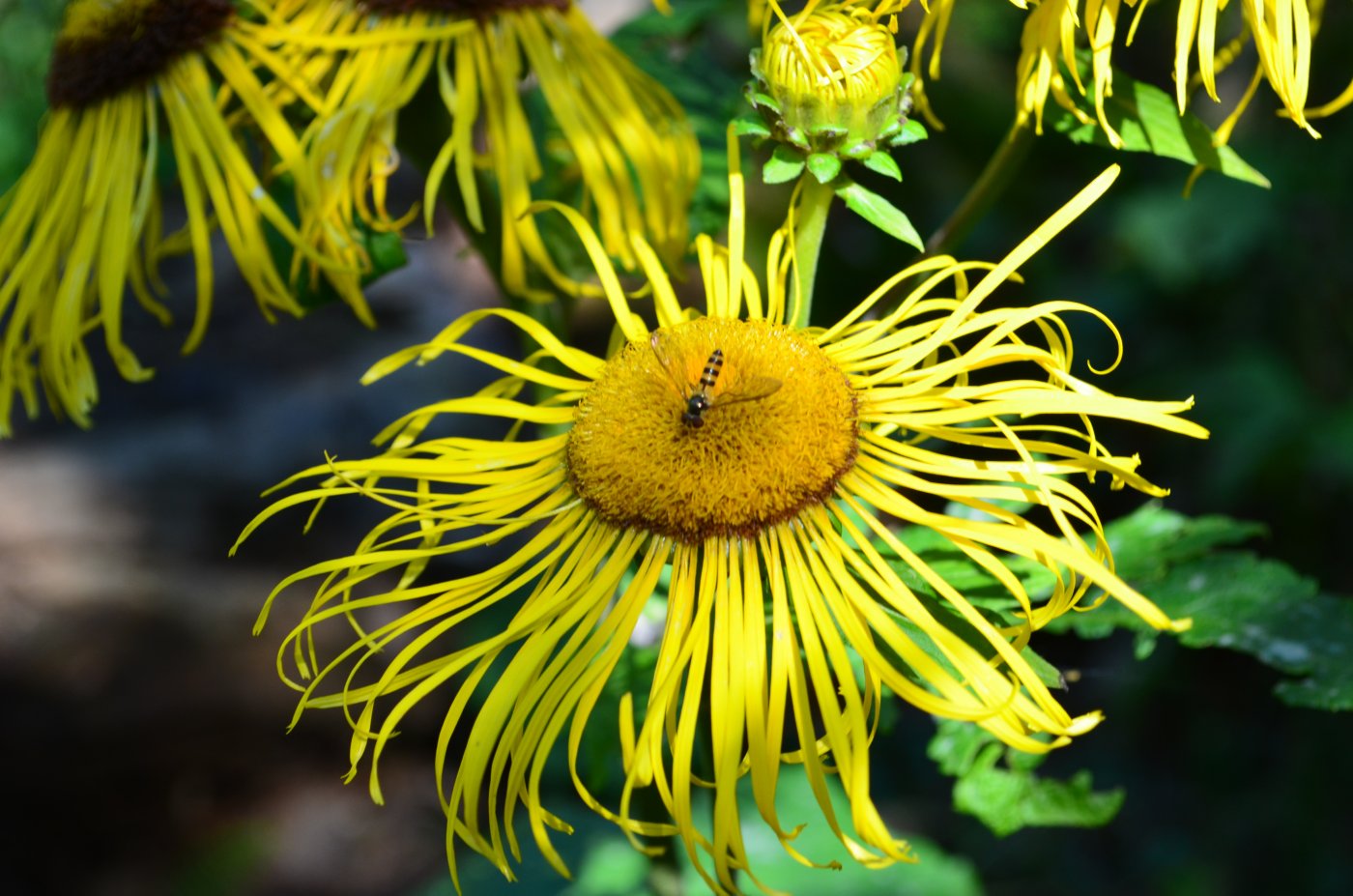 Изображение особи Telekia speciosa.