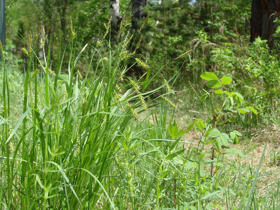 Изображение особи Carex arnellii.