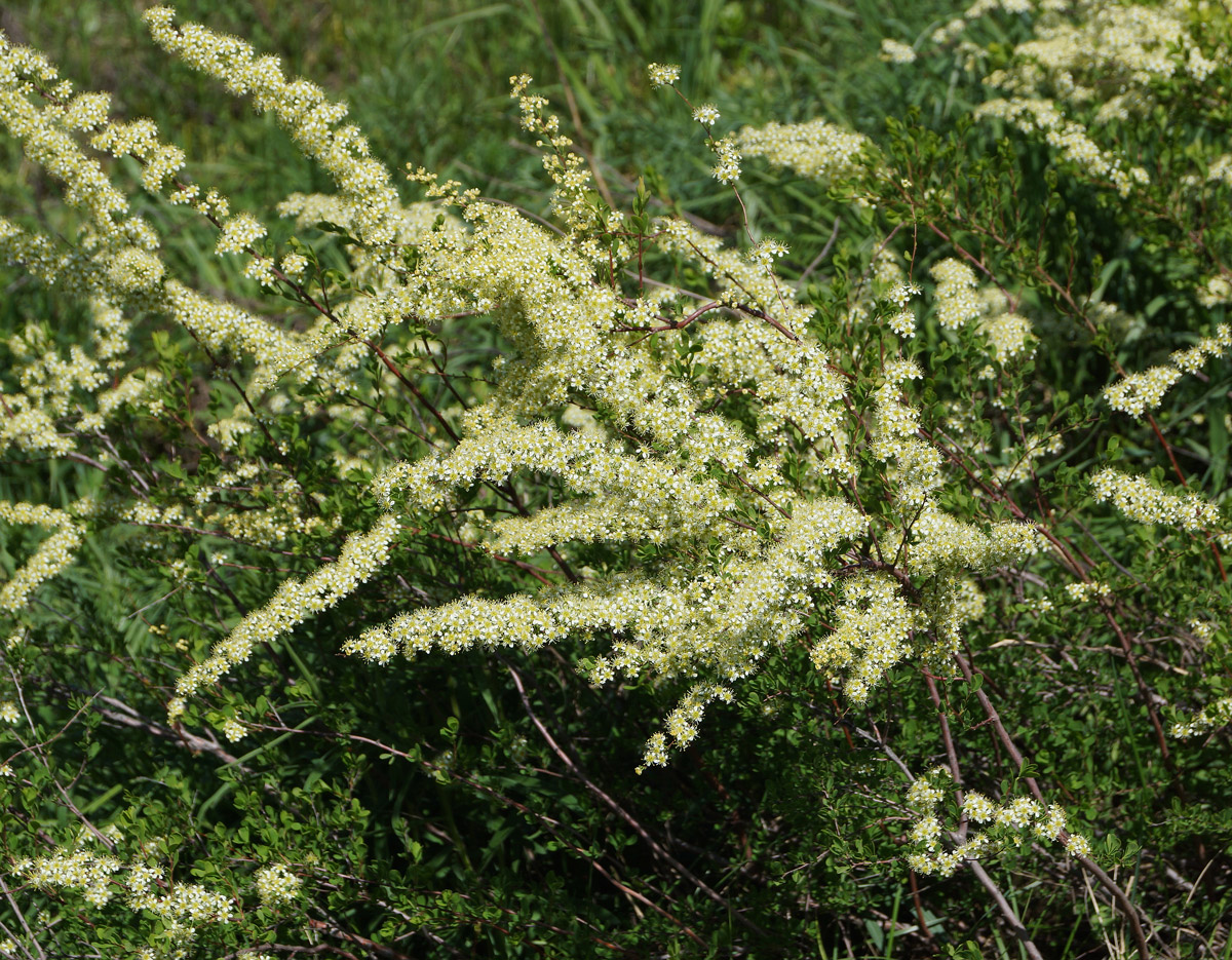 Изображение особи Spiraea hypericifolia.