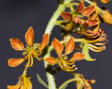 Cleome arabica