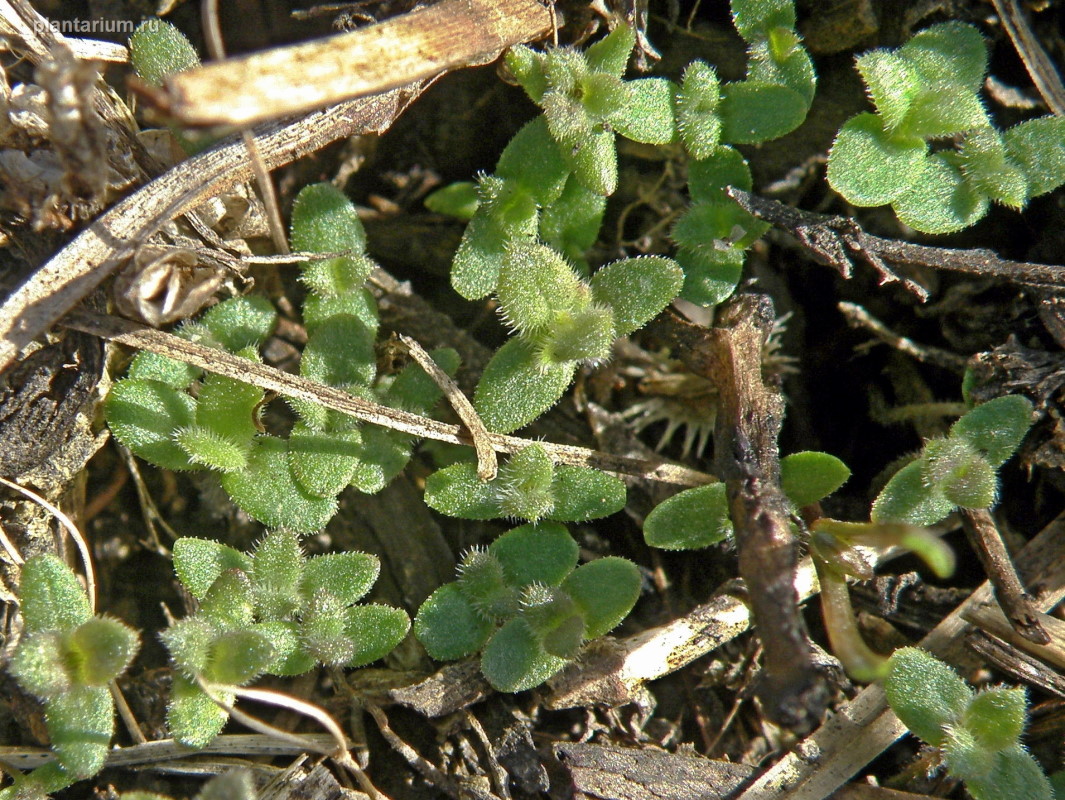 Изображение особи Odontites vulgaris.