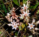 Sedum hispanicum