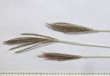 Bothriochloa caucasica