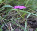 Dianthus fischeri. Верхняя часть побега с цветком. Московская обл., Люберецкий р-н, обочина дороги по опушке леса. 22.08.2016.