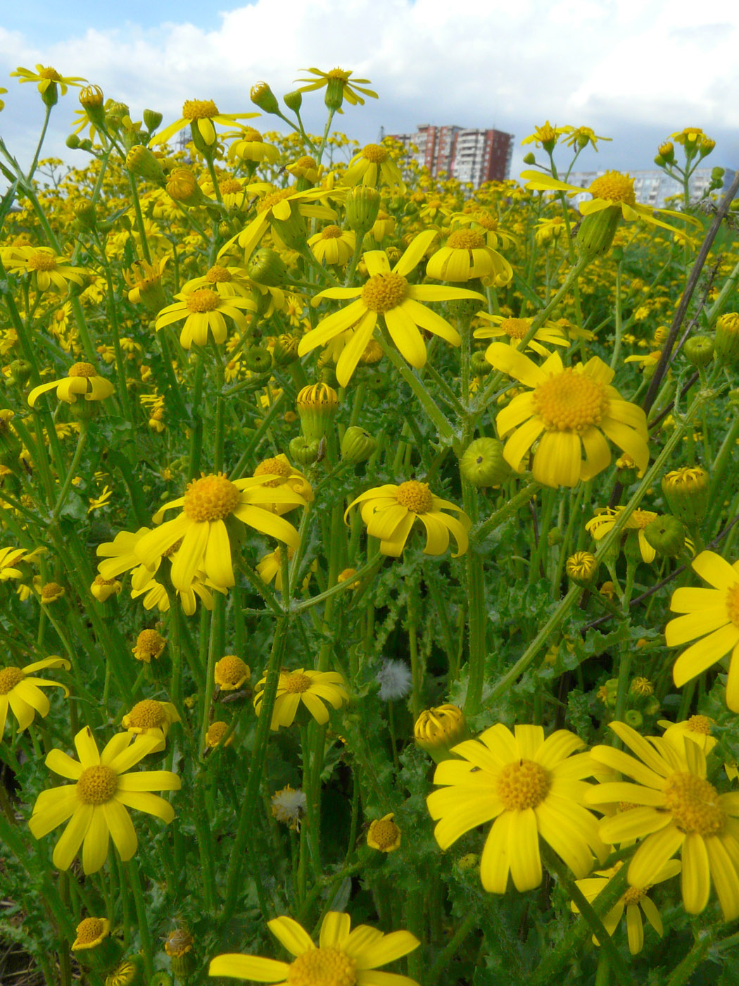 Изображение особи Senecio vernalis.