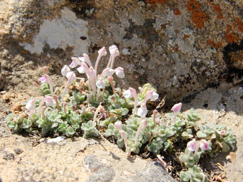Изображение особи Scutellaria leptosiphon.