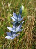 Lomatogonium rotatum. Верхушка цветущего побега. Магаданская обл., Ольский р-н, Ольское шоссе, заброшенное поле. 29.08.2015.