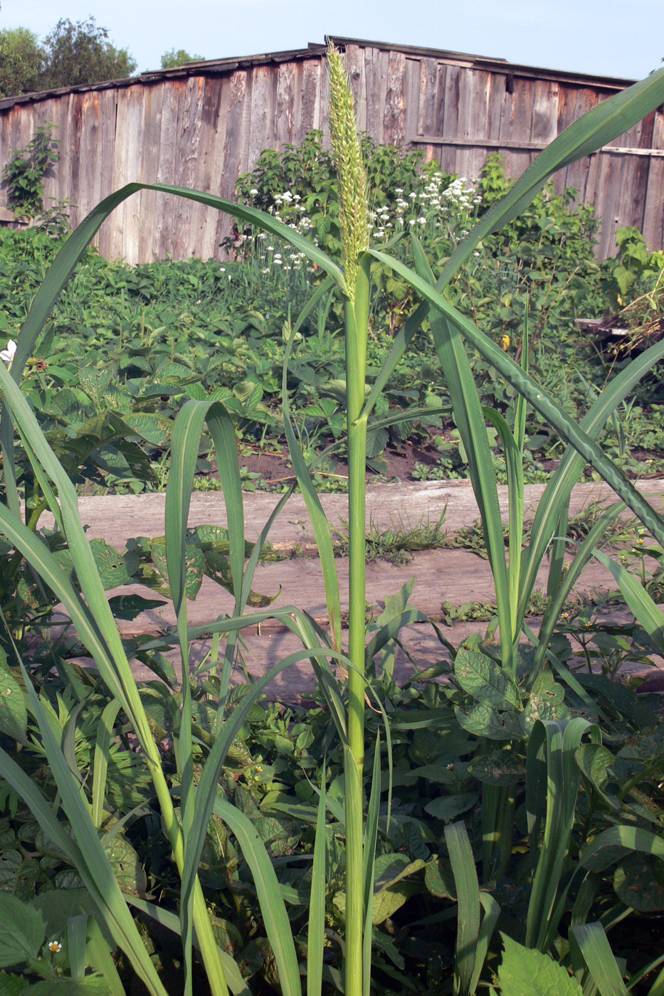 Изображение особи Echinochloa crus-galli.