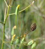 Crepis pulchra