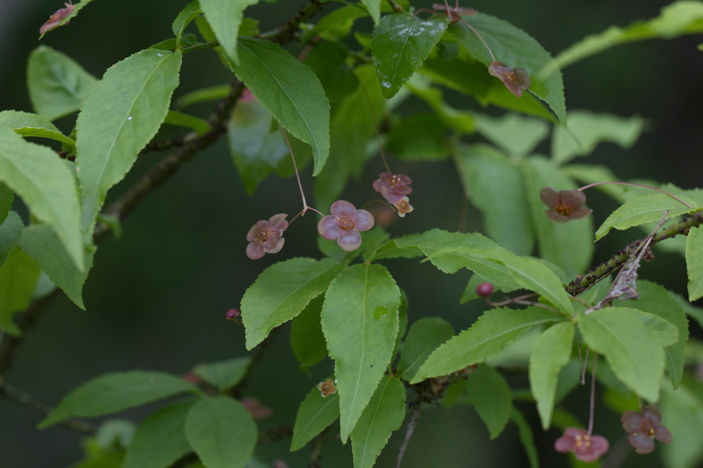 Изображение особи Euonymus verrucosus.