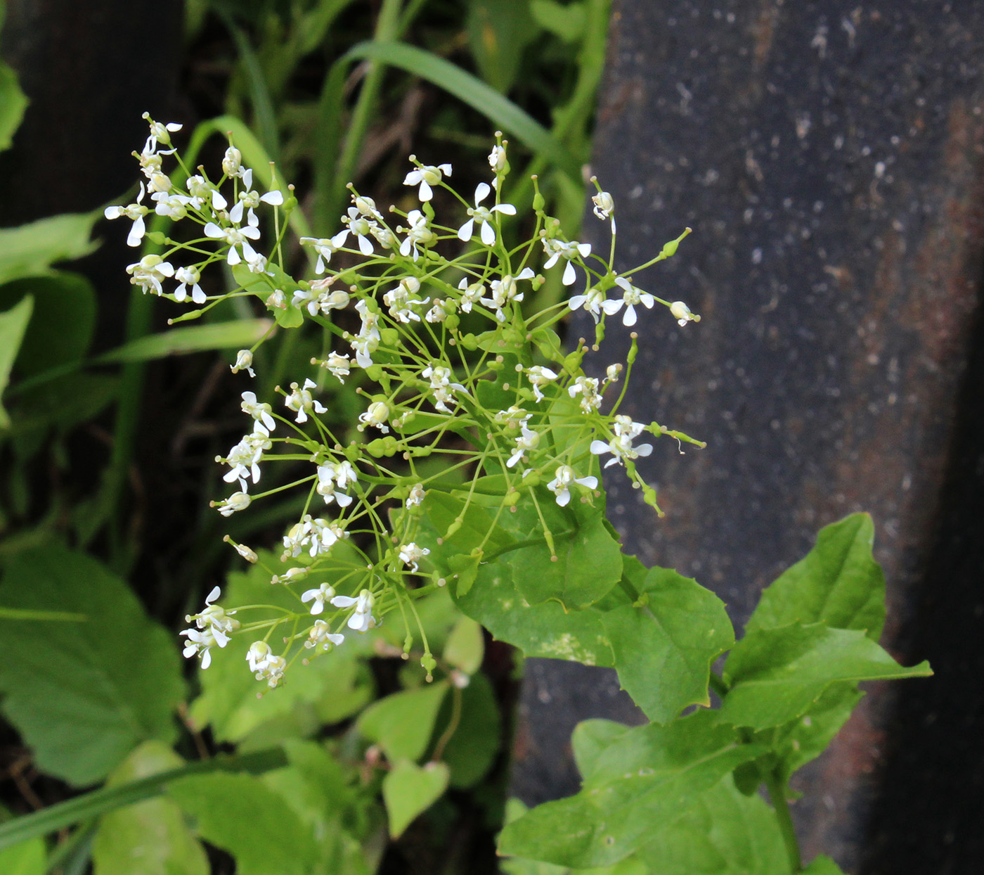 Image of Cardaria draba specimen.