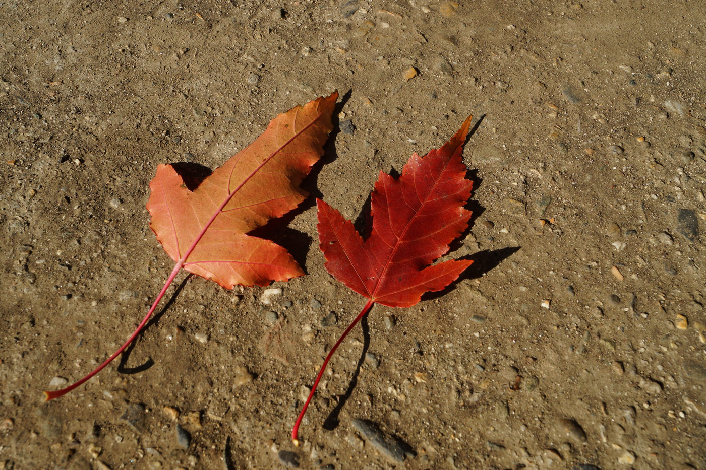 Image of Acer ginnala specimen.