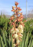 Yucca gloriosa. Верхние части листьев и распускающегося соцветия (растянувшееся вторичное цветение). Краснодарский край, Черноморское побережье Кавказа, г. Новороссийск, в культуре. 11 января 2018 г.