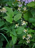 Clematis vitalba. Часть побега с соцветием. Адыгея, пос. Каменномостский, заросли кустарников у дороги. 03.07.2017.