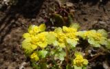 Chrysosplenium alternifolium