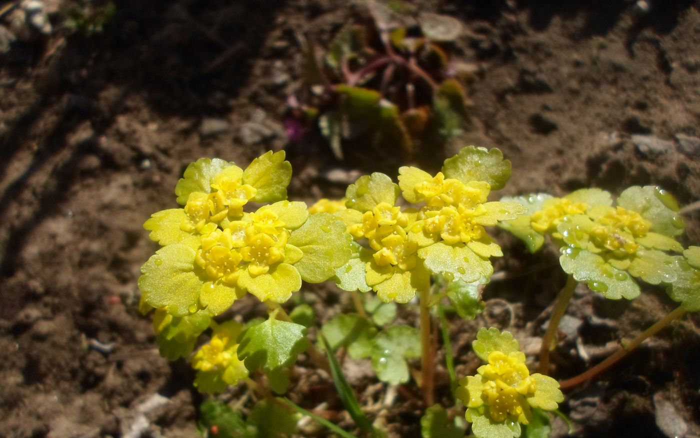 Изображение особи Chrysosplenium alternifolium.