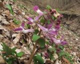 Corydalis caucasica