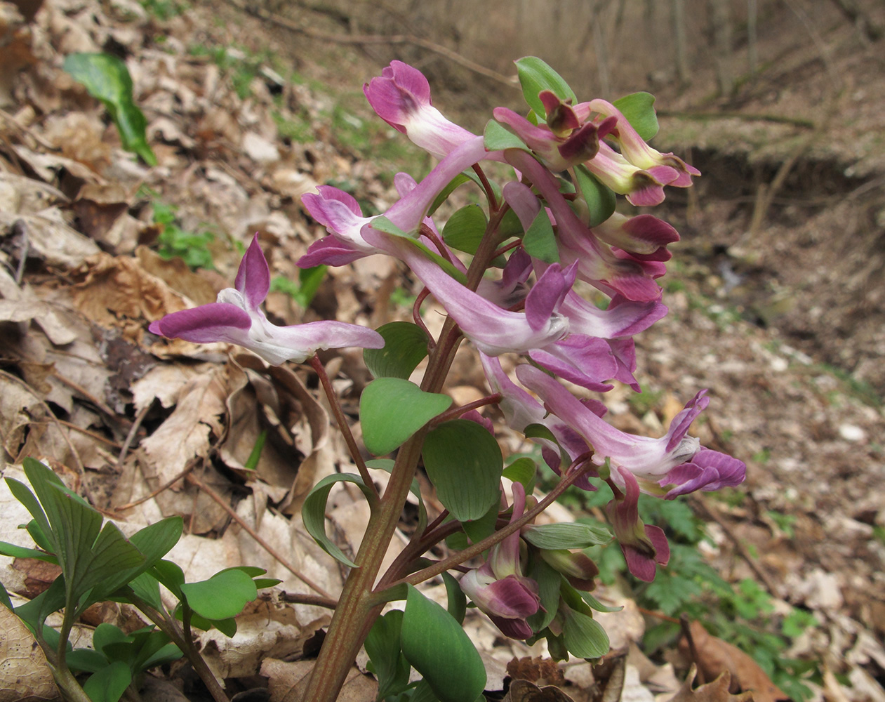 Изображение особи Corydalis caucasica.