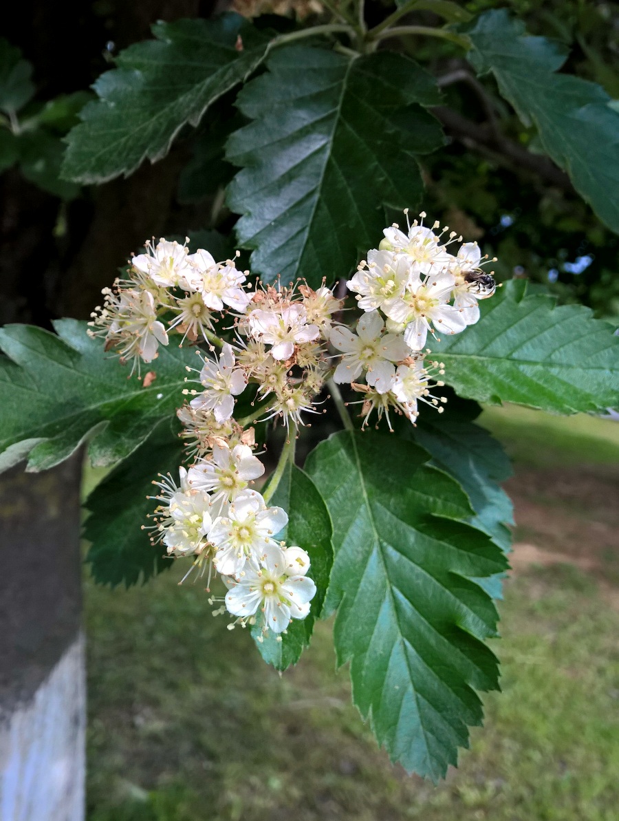 Изображение особи Sorbus intermedia.