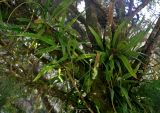 Lepisorus annamensis. Взрослые растения на ветвях дерева. Малайзия, Камеронское нагорье, ≈ 1500 м н.у.м., опушка влажного тропического леса. 03.05.2017.