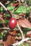 Prunus cerasifera var. pissardii