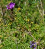 Astragalus austroaltaicus