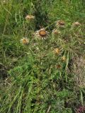 Carlina vulgaris. Цветущее растение. Нидерланды, провинция Limburg, окр. деревни Wahlwiller, южный склон холма Kruisberg, сенокосный луг. 17 августа 2013 г.