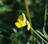 Lathyrus pratensis