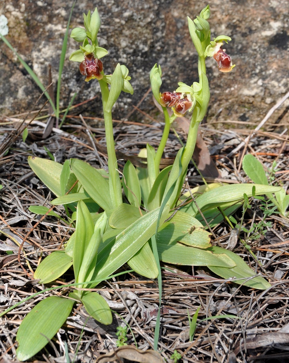 Изображение особи Ophrys flavomarginata.