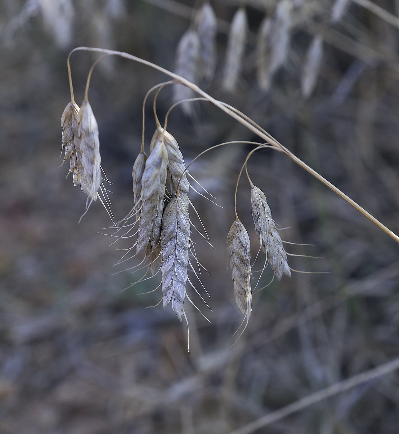 Изображение особи Bromus squarrosus.