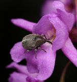 Gymnadenia conopsea. Цветок с опыляющим его долгоносиком. Ленинградская обл., Гатчинский р-н, окр. пос. Пудость, зарастающий деревьями луг. 28.06.2015.