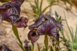 Iris petrana
