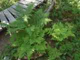 Dryopteris expansa. Взрослые растения. Красноярский край, Ермаковский р-н, природный парк \"Ергаки\", урочище Каменный город, хвойный лес. 14.07.2018.